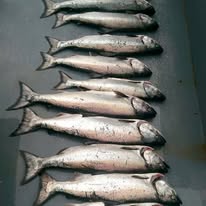 460136930_3771046409780839_6029284739554856317_n